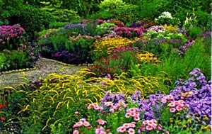 asters