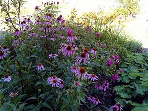 Echinacea purpurea