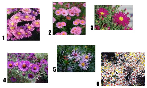 asters variétés résistantes