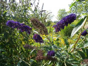 Le buddleia de David est une espèce invasive en Europe