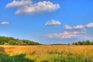 Champ de blé