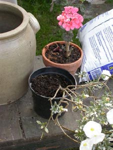 Convolvulus et pelargonium