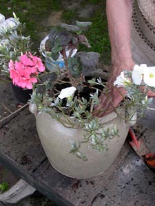 Installation des plantes