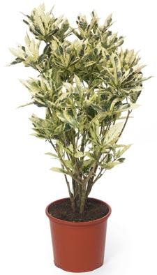 Codiaeum Tamara - croton panaché