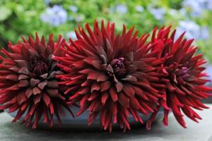 Dahlia Chat Noir