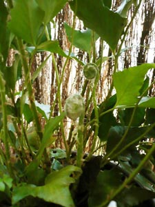 Frondes de fougère houx