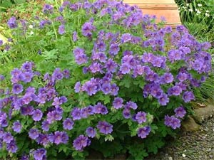 geranium vrai