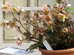 Helleborus 'Pirouette'