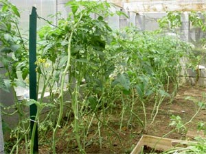 Tomates sous serre - D.R. - http://hubert99.skyrock.com/