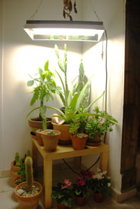 Plantes d'intérieur : la lumière artificielle à la rescousse !