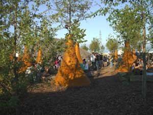 la forêt timide