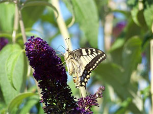 Le jardin de Laurent - D.R. - http://jardindelaurent.over-blog.fr/