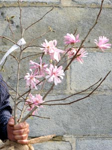 magnolia stellata chrysanthemifolia