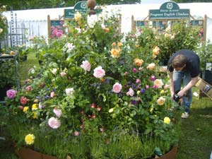 Massif d'Alexandra pour David Austin Roses