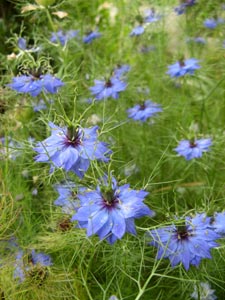 Bonjour, bonsoir..... - Page 28 Nigelle-de-damas