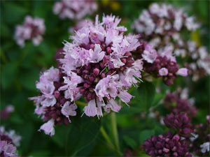 Origan en fleurs
