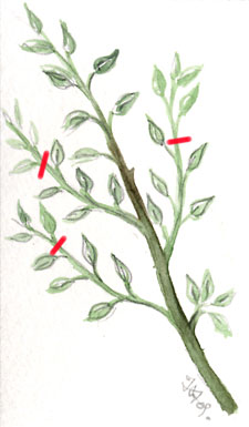Pincement de branche sans fruit