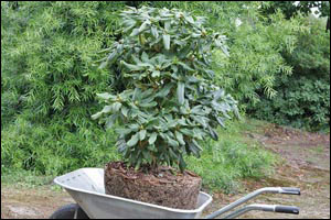 planter un rhododendron