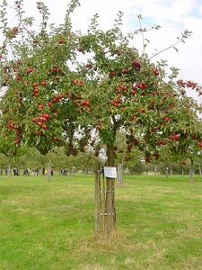 pommier sans pesticides