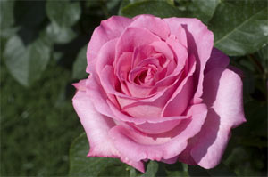 Rosier Meilland Alterarosa