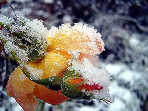 Rose sous la neige
