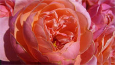 Rose Prix Pierre-Joseph Redouté
