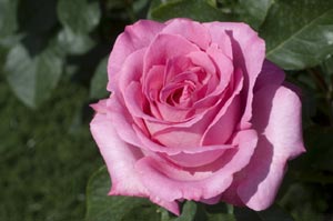 rosier Alterarosa