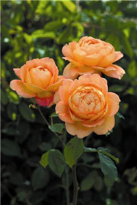 Rosier anglais lady of shalott