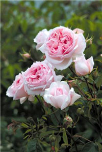 Rosier anglais the weedgwood rose
