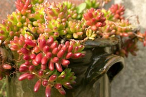 Sedum orpin