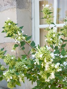 Abelia chinensis
