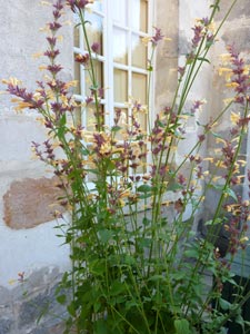 Agastache 'Summer glow'