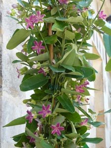 Arange sericofera