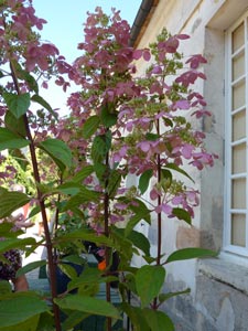 Hortensia panicula 'Ruby'