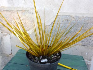 Libertia iscoides Gold Finger