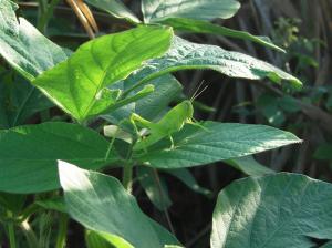 Criquet et plants de soja