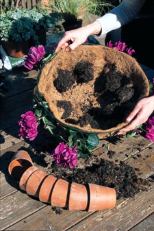 disposer les mottes à l'intérieur de la panière