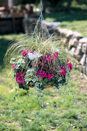 composition en suspension &agrave; l'anglaise termin&eacute;e