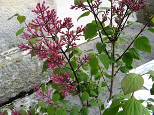 lilas George Eastman