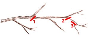 Simplification des branches
