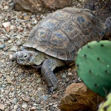 Tortue terrestre