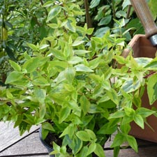 Abelia x floribunda