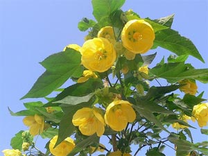 Abutilon indicum