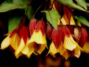 Arbustes En Pot Fleuris Du Printemps à Lautomne