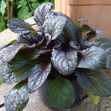 Ajuga reptans - bugle rampant