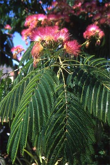 Albizia Choix Plantation Entretien