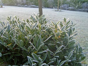 Feuillage persistant sous le gel