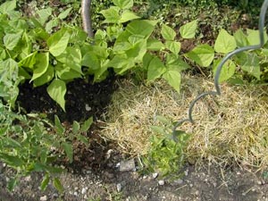 Paillis au pied des tomates