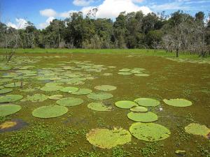 L'Amazonie, riche patrimoine génétique