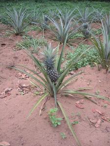 Culture d'ananas